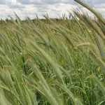 Żyto ozime HORYZO BB 500 kg