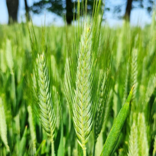 PSZENŻYTO SU ATLETUS.webp