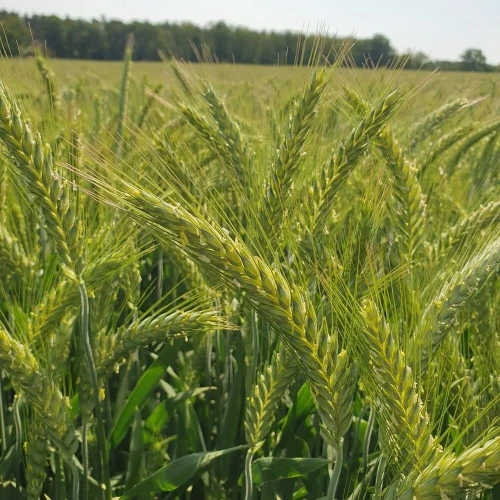 PSZENŻYTO TADEUS.webp