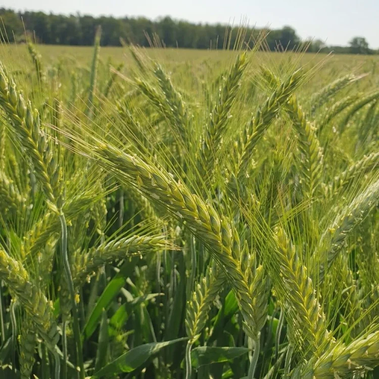 PSZENŻYTO TADEUS.webp