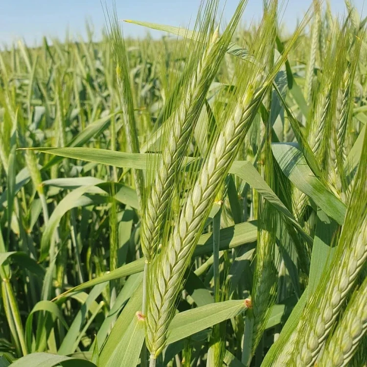 PSZENŻYTO TRIBUTO.webp