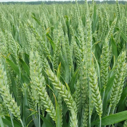 PSZENICA ELEKTRA.webp