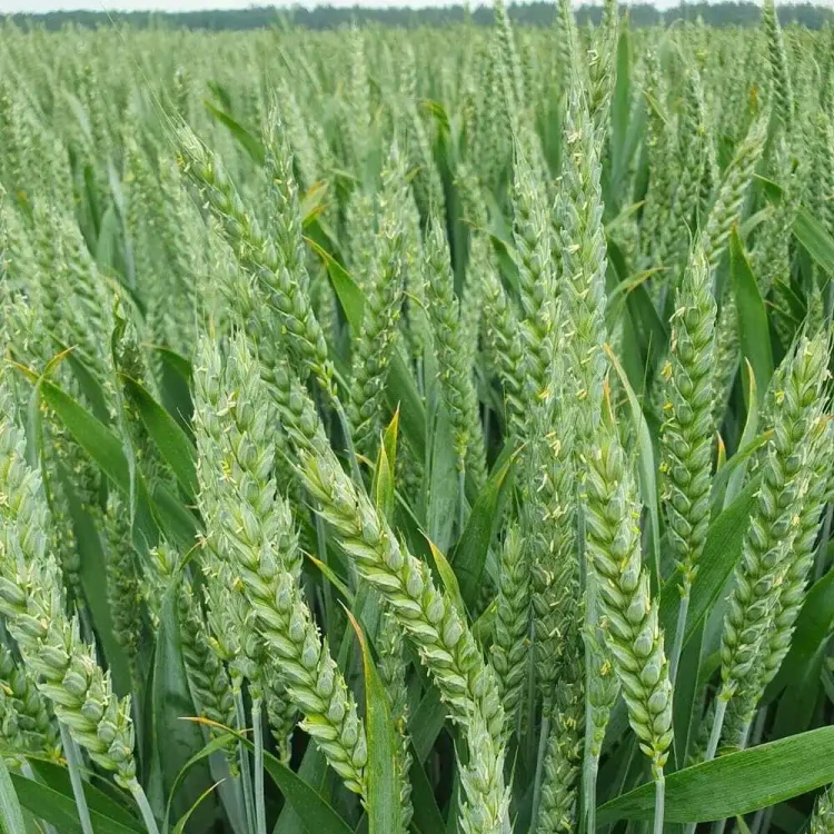 PSZENICA ELEKTRA.webp