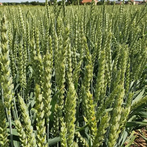 PSZENICA EUFORIA.webp