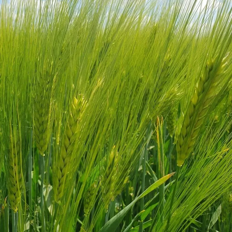 JĘCZMIEŃ JAKUBUS.webp