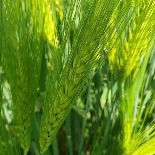 JĘCZMIEŃ SU MIDNIGHT.webp