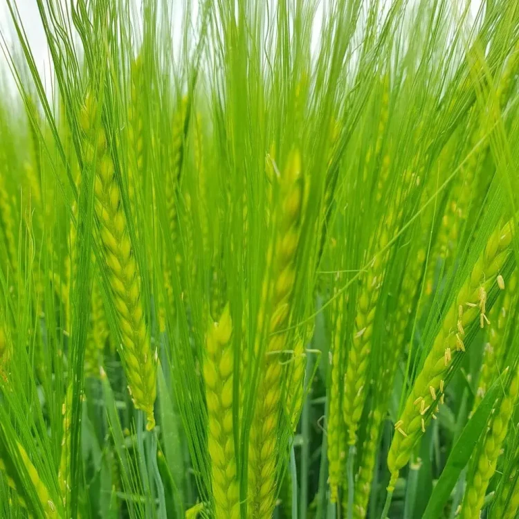 JĘCZMIEŃ SU LAUBELLA.webp