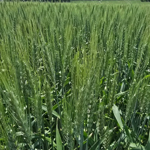 PSZENICA OZIMA EGIDIUS.webp