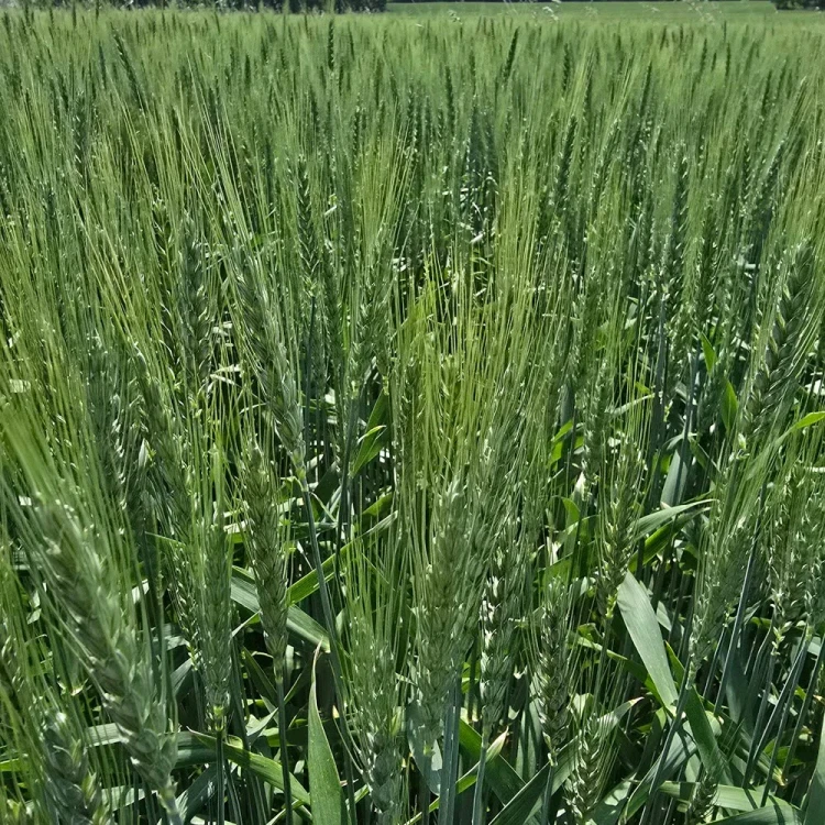 PSZENICA OZIMA EGIDIUS.webp