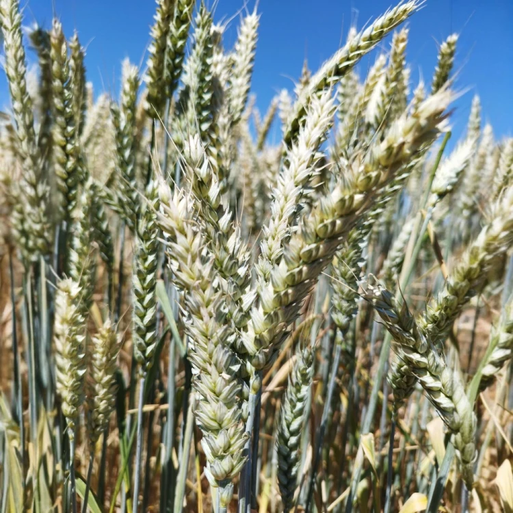 PSZENICA SOVA 2.webp