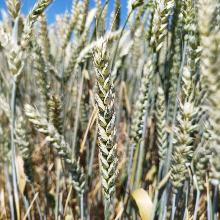 PSZENICA SOVA 1.webp