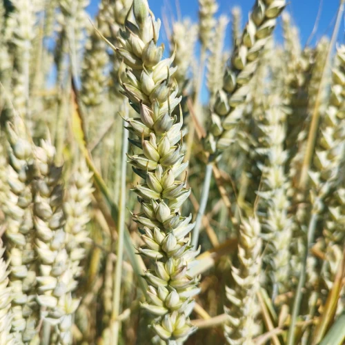 PSZENICA SANSEO 1.webp