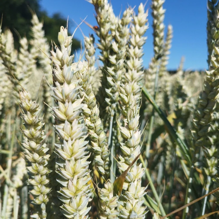 PSZENICA SANSEO 2.webp