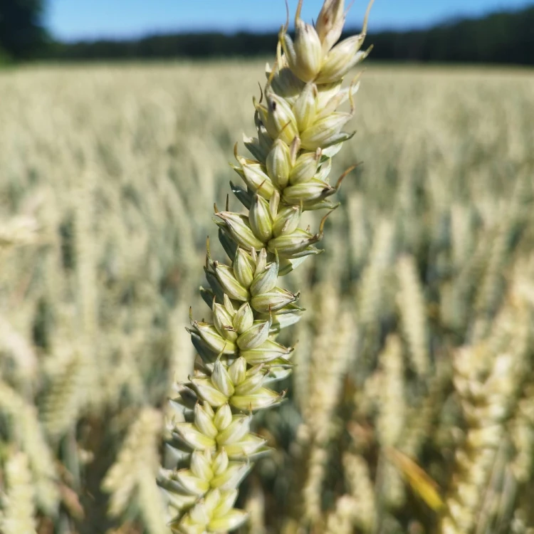 PSZENICA SANSEO 3.webp