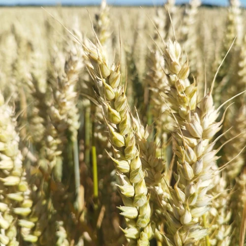 PSZENICA PALLAS 2.webp