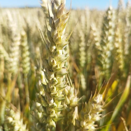 PSZENICA PALLAS 1.webp