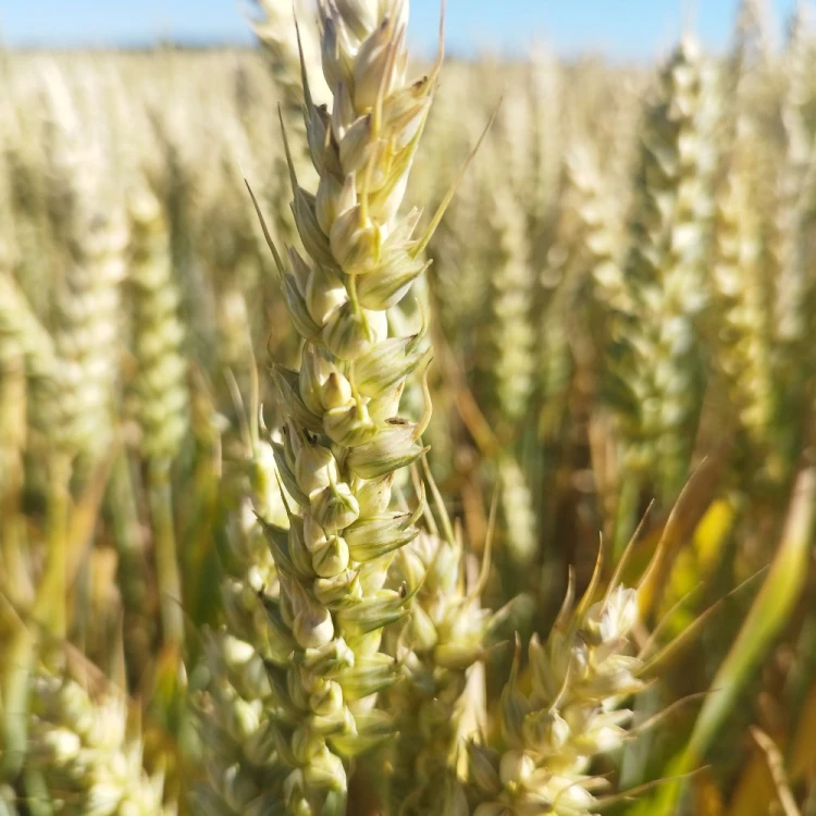 PSZENICA PALLAS 1.webp