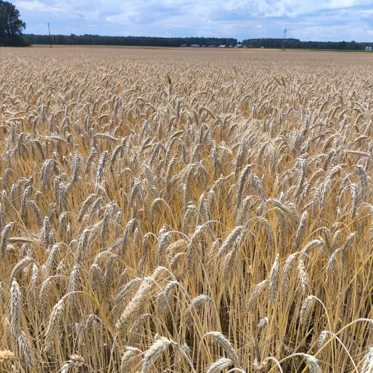 PSZENŻYTO TIESTO 1.webp