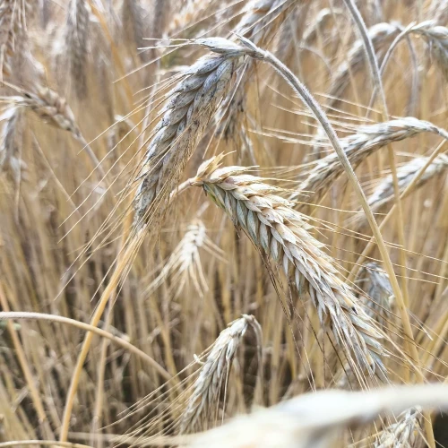 PSZENZYTO TIESTO 2.webp