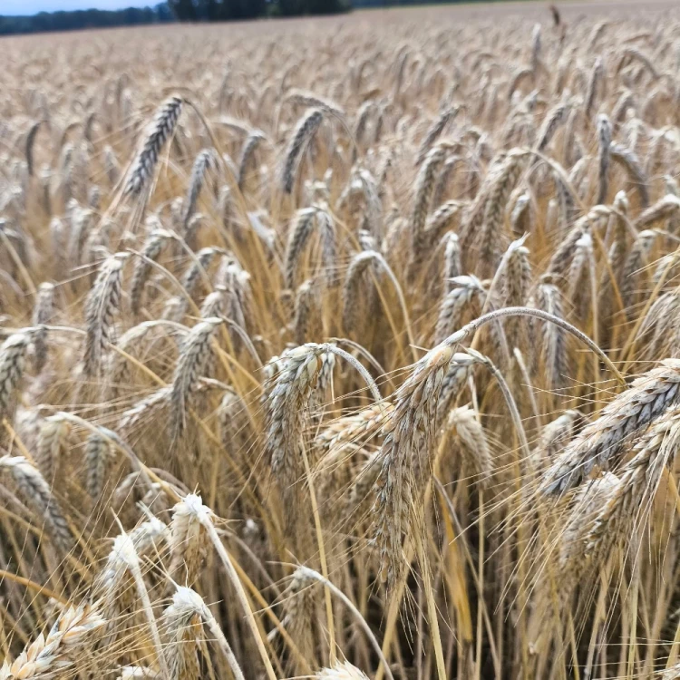 PSZENZYTO TIESTO 3.webp