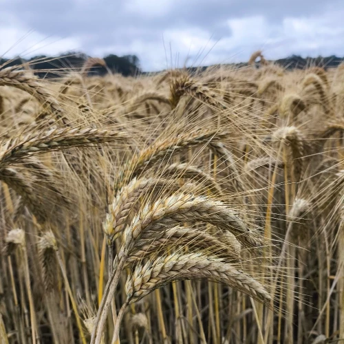 PSZENZYTO FANFARO 1.webp