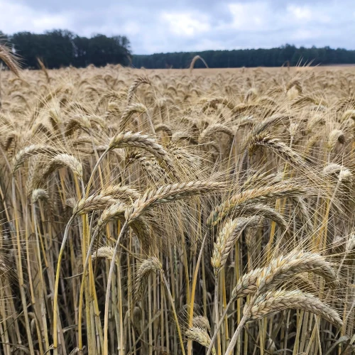 PSZENŻYTO FANFARO 2.webp