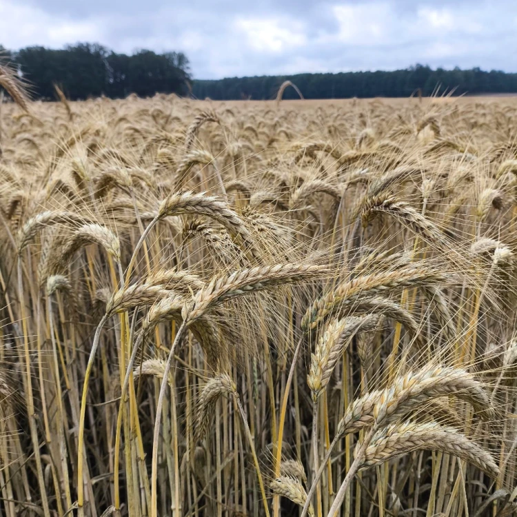 PSZENŻYTO FANFARO 2.webp