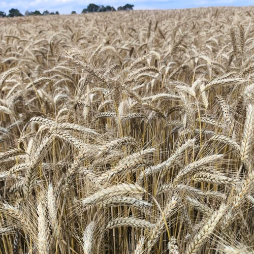 PSZENŻYTO COMODORO 2.webp