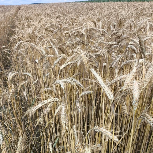 PSZENŻYTO COMODORO 1.webp