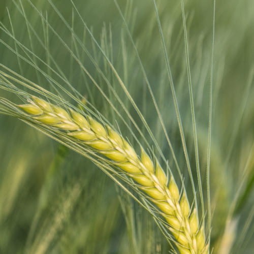 KWS TARDIS_image-500.jpg