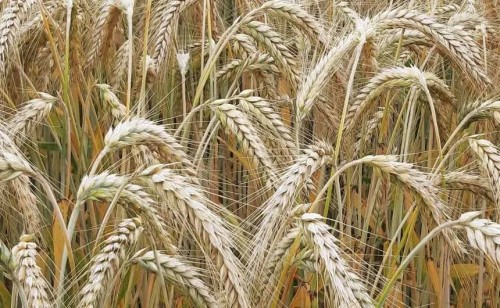 PSZENŻYTO OZIME POLO.webp