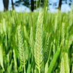 Pszenżyto ozime SU ATLETUS BB 500 kg