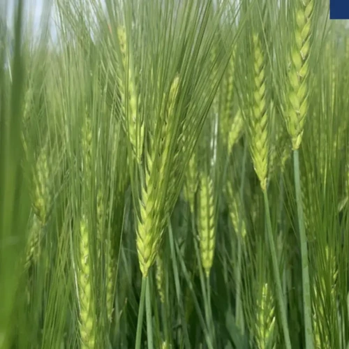 Jęczmień ozimy SU Virtuosa.webp