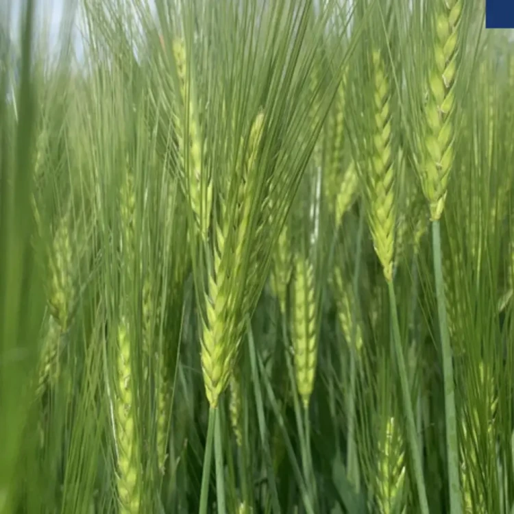 Jęczmień ozimy SU Virtuosa.webp